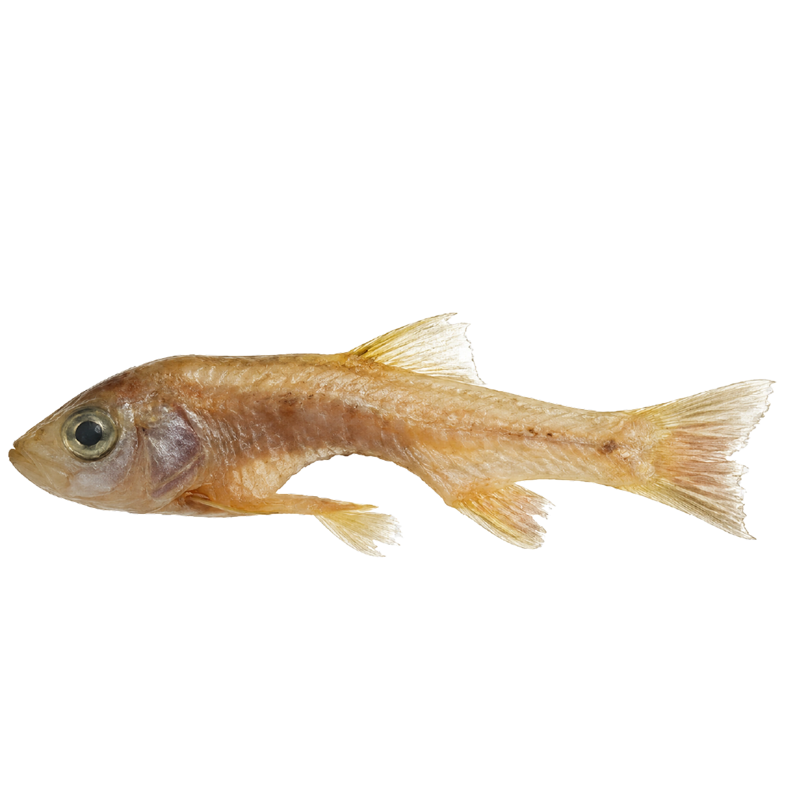 Fish Not Eating? Consult an Aquatic Vet Online in India
